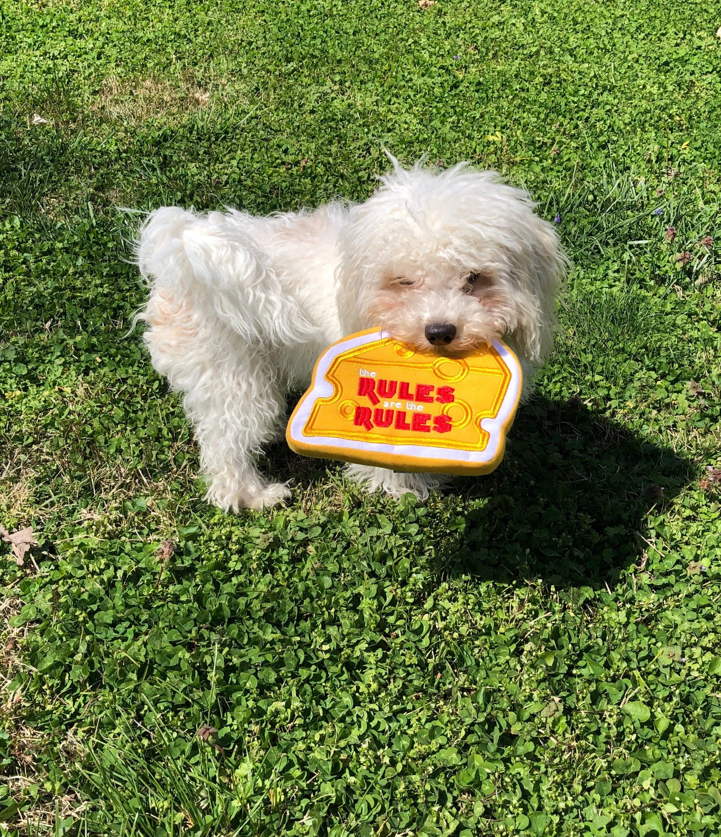 Official Cheese Tax Dog Toy - "The Rules Are The Rules"