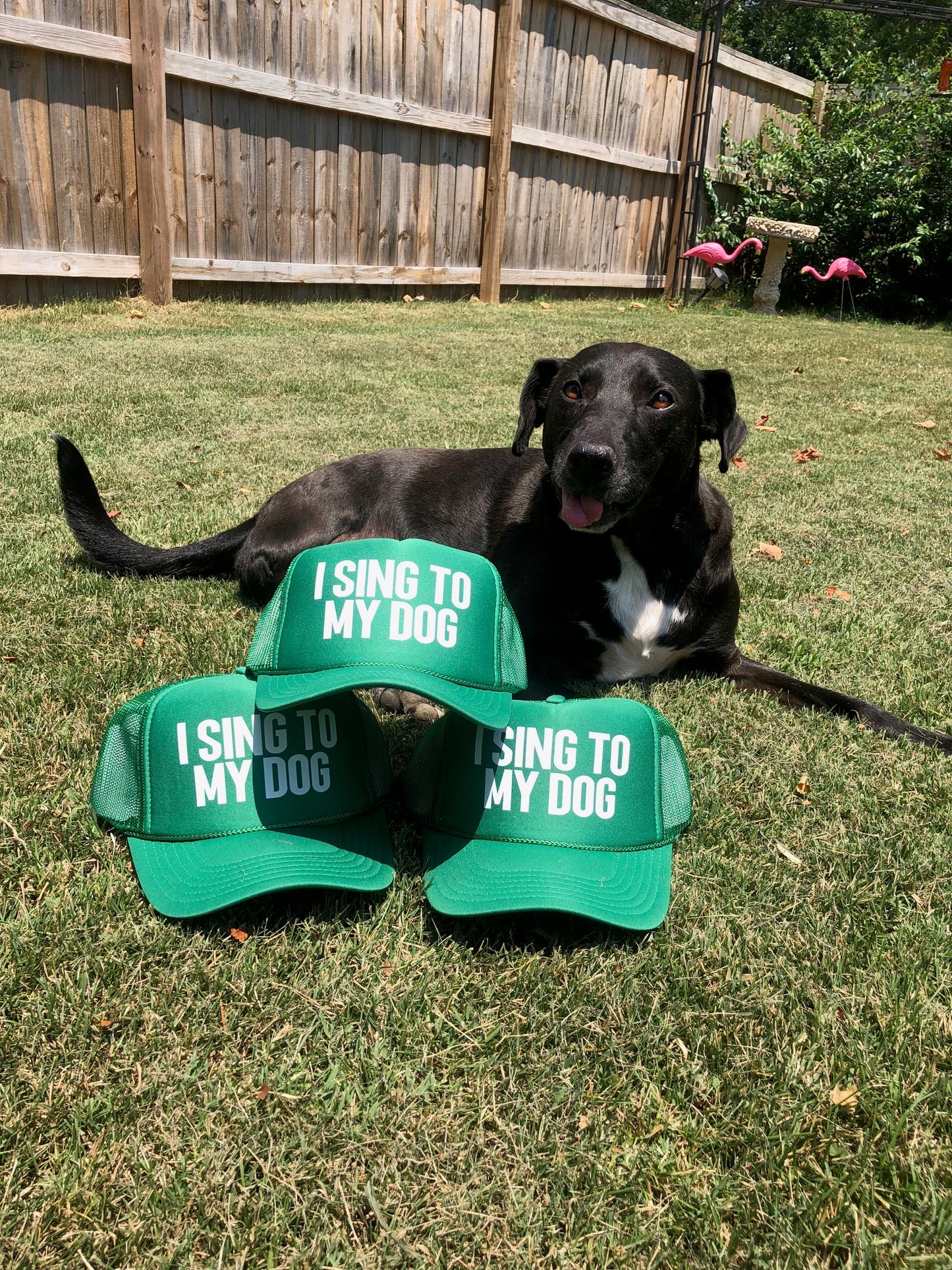 "I Sing to My Dog" Bold Hat collection